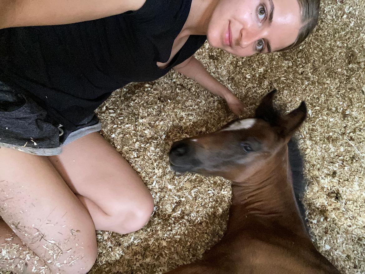 New Forest AMB Horses Lua Cheia billede 5