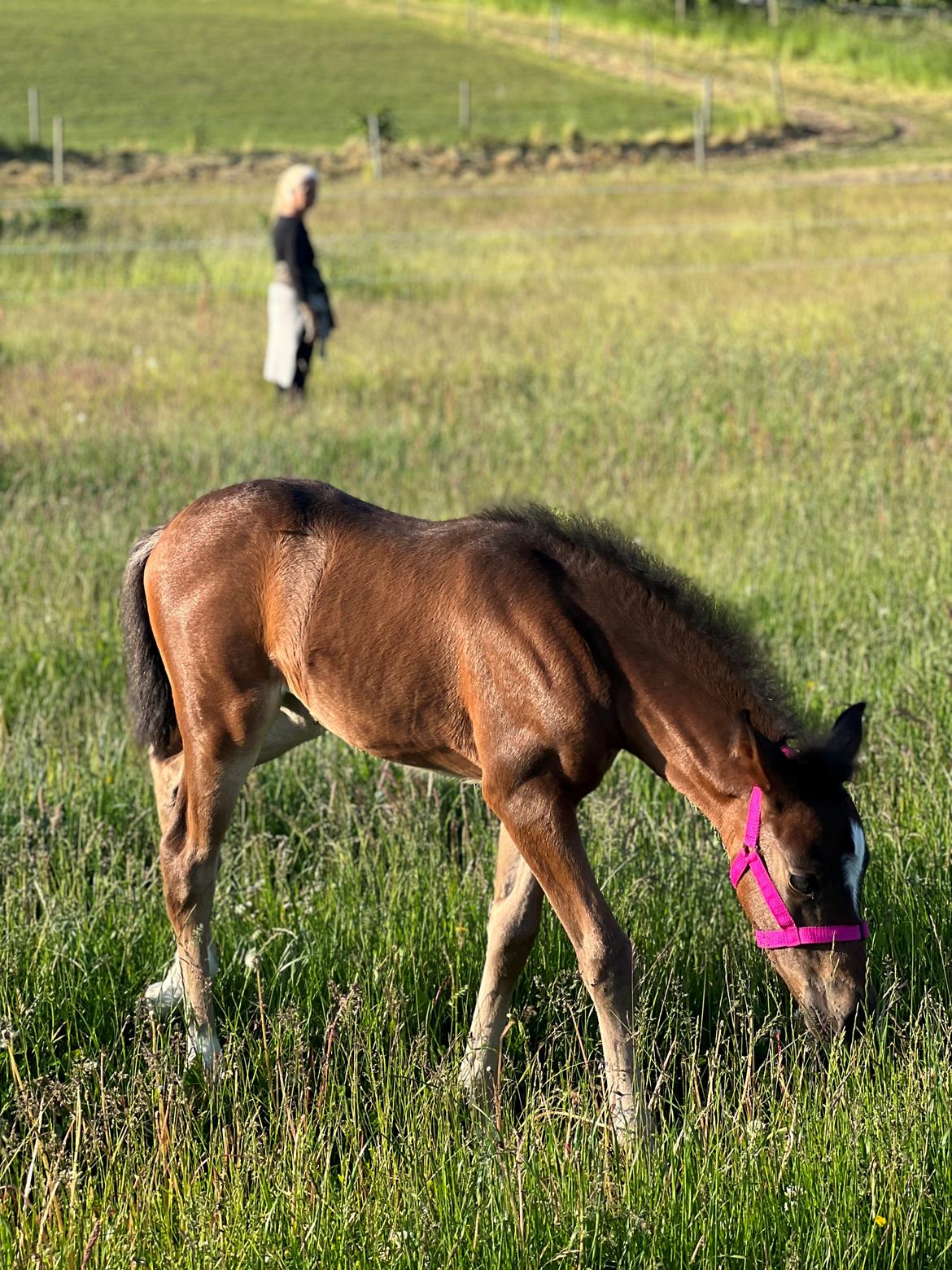 New Forest AMB Horses Lua Cheia billede 9