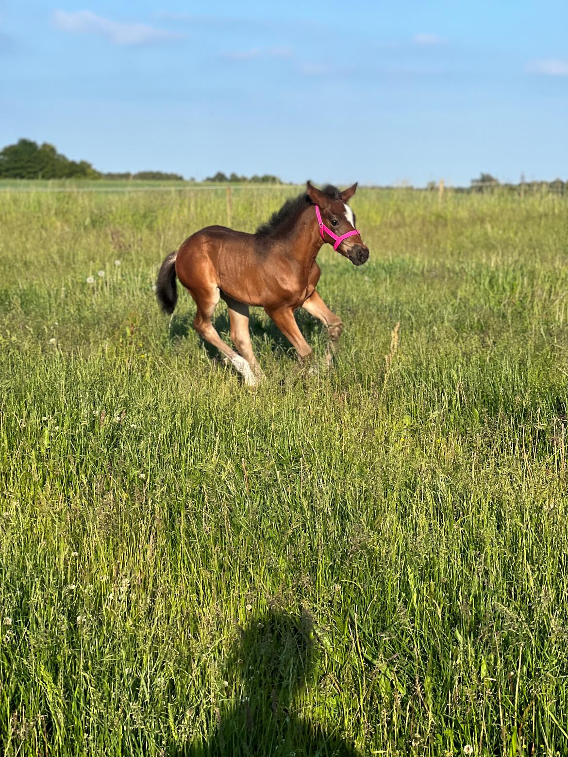 New Forest AMB Horses Lua Cheia billede 10