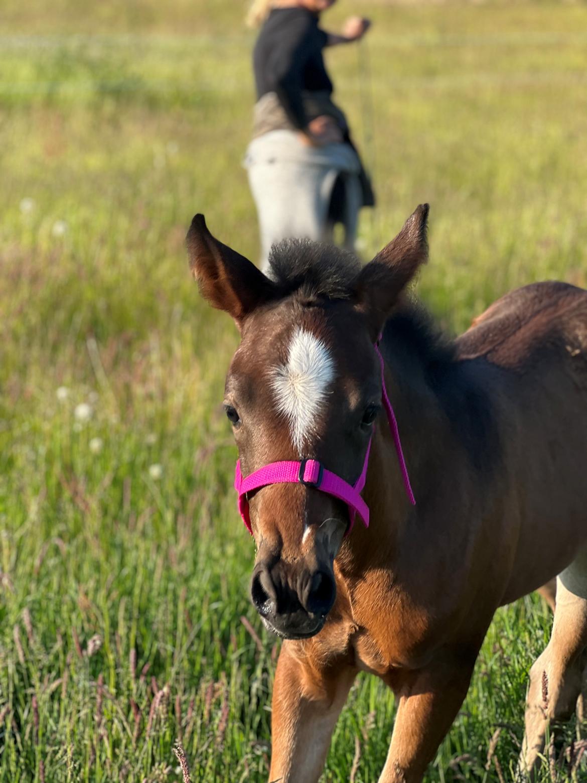 New Forest AMB Horses Lua Cheia billede 8