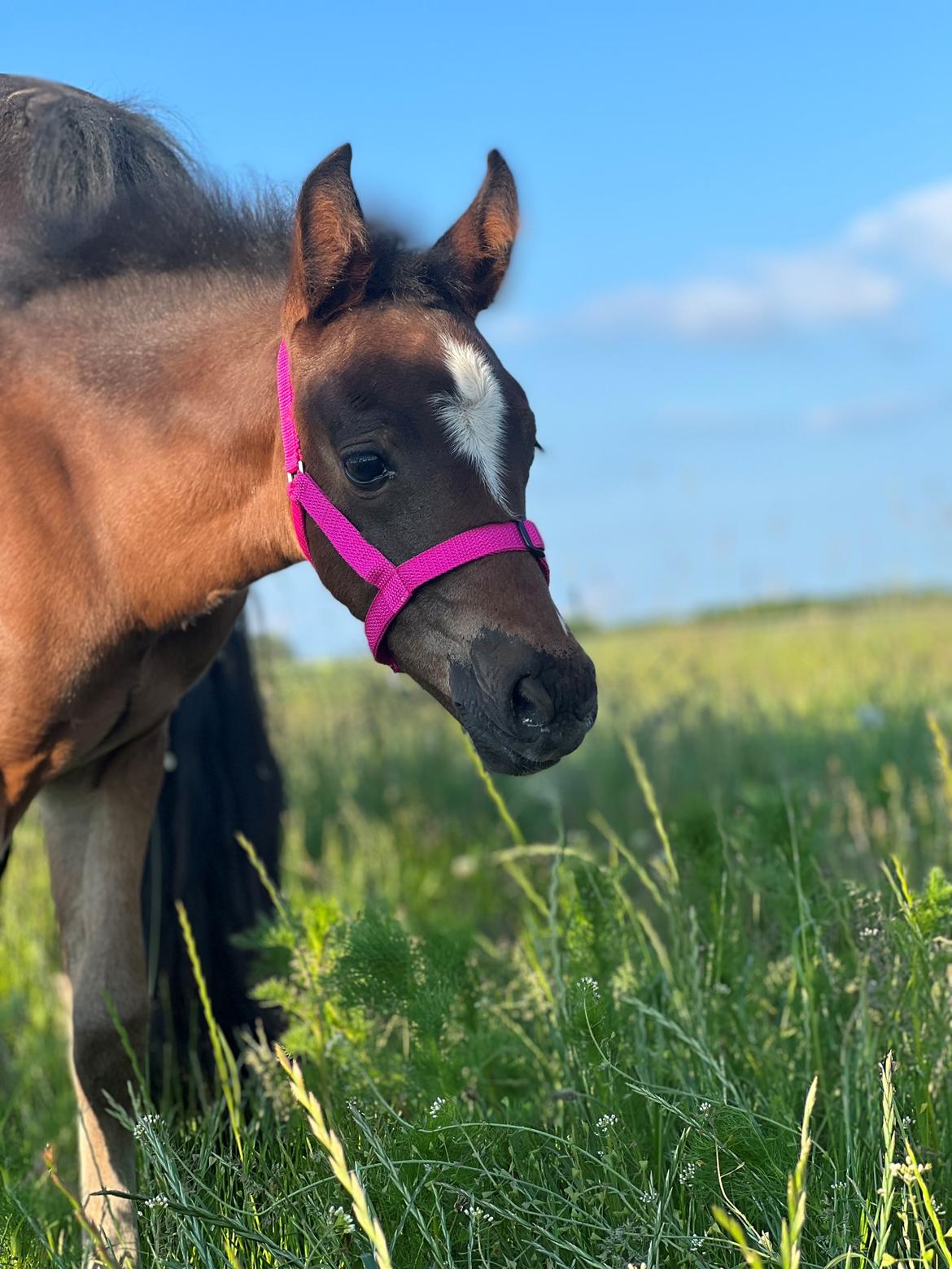 New Forest AMB Horses Lua Cheia billede 11