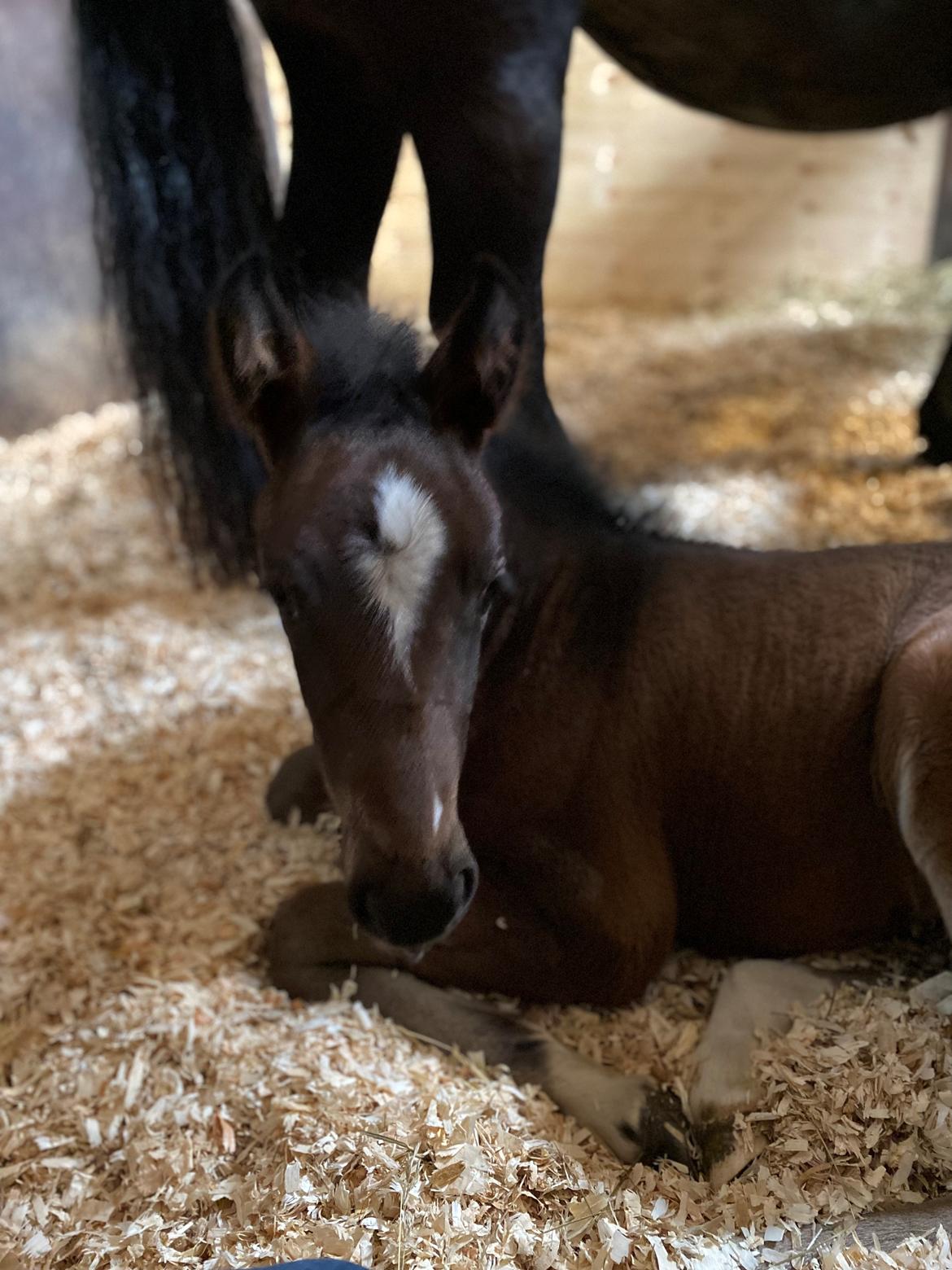 New Forest AMB Horses Lua Cheia billede 12