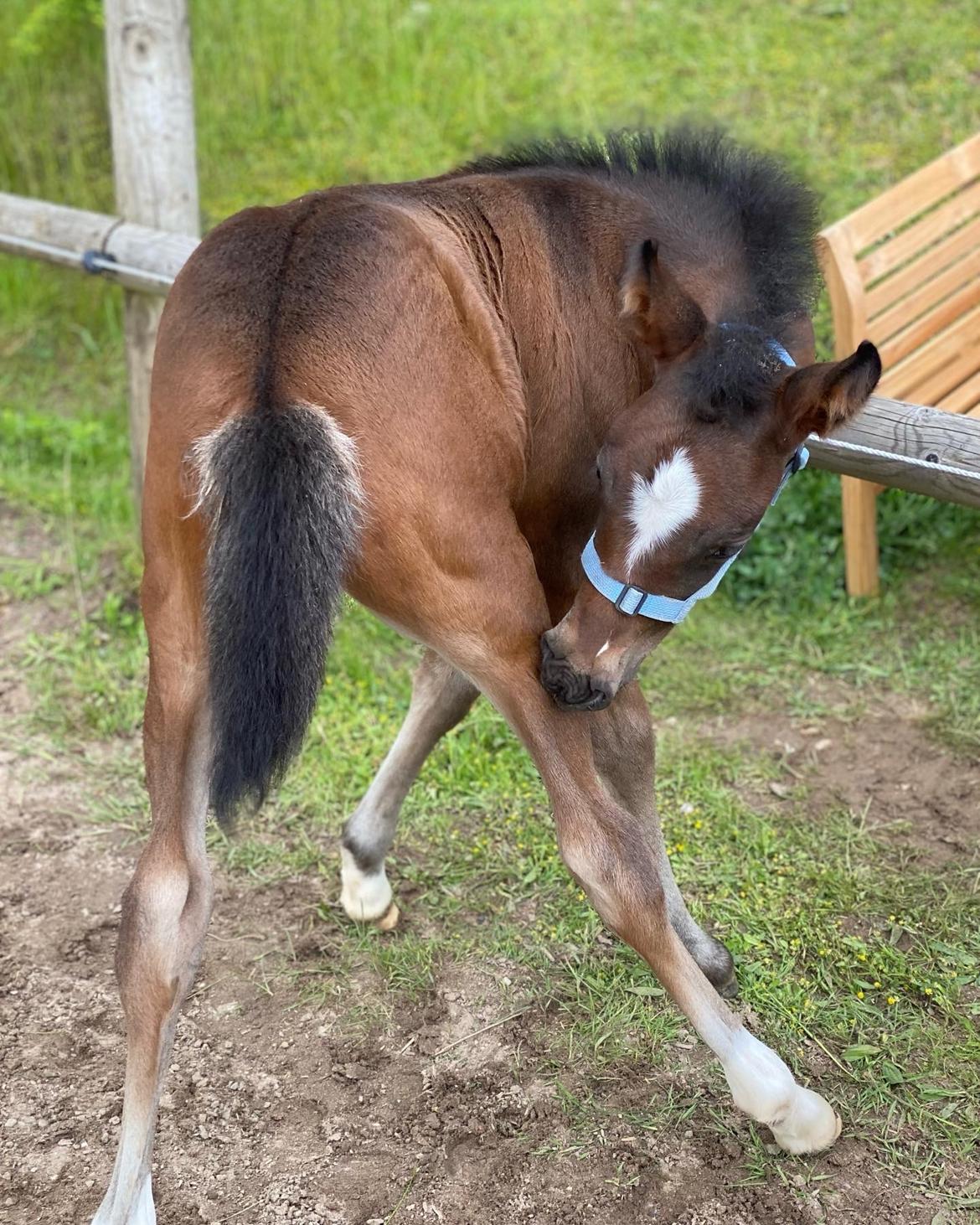 New Forest AMB Horses Lua Cheia billede 14
