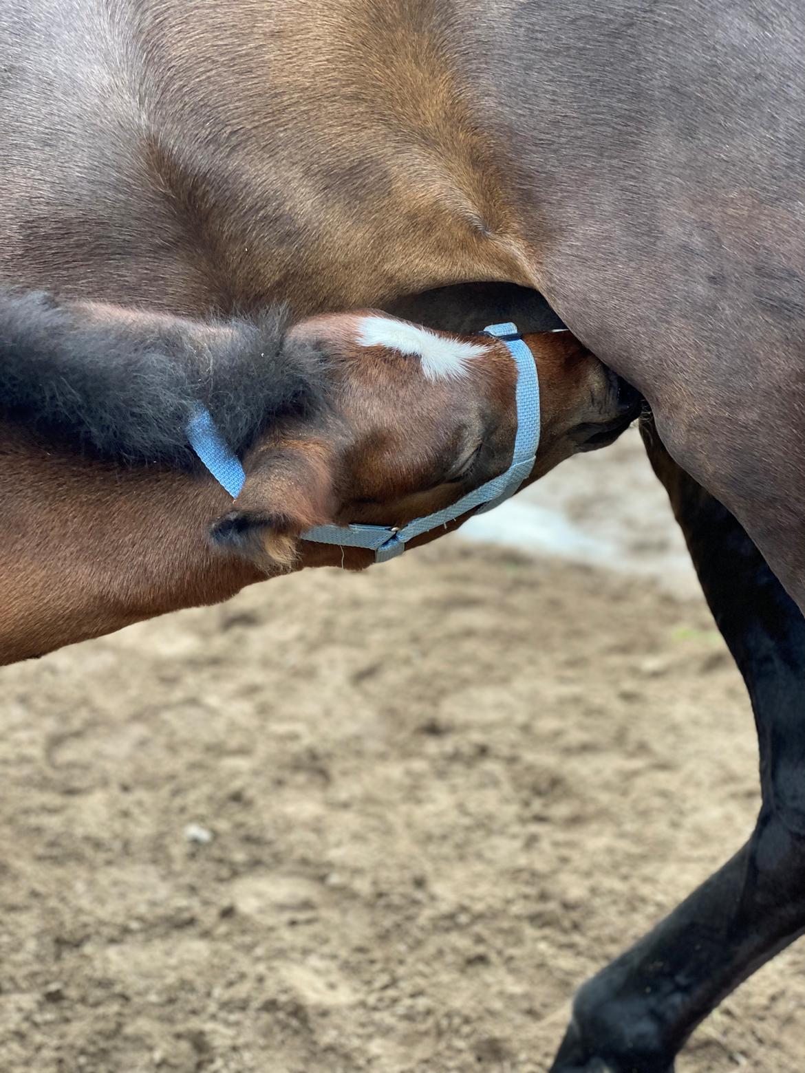 New Forest AMB Horses Lua Cheia billede 17