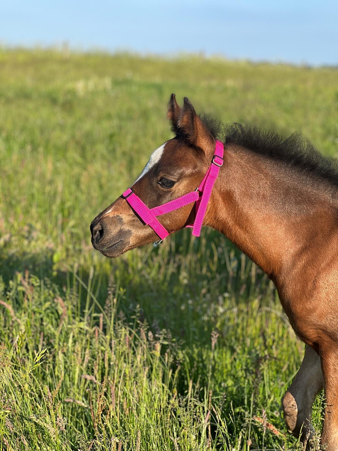 New Forest AMB Horses Lua Cheia billede 16