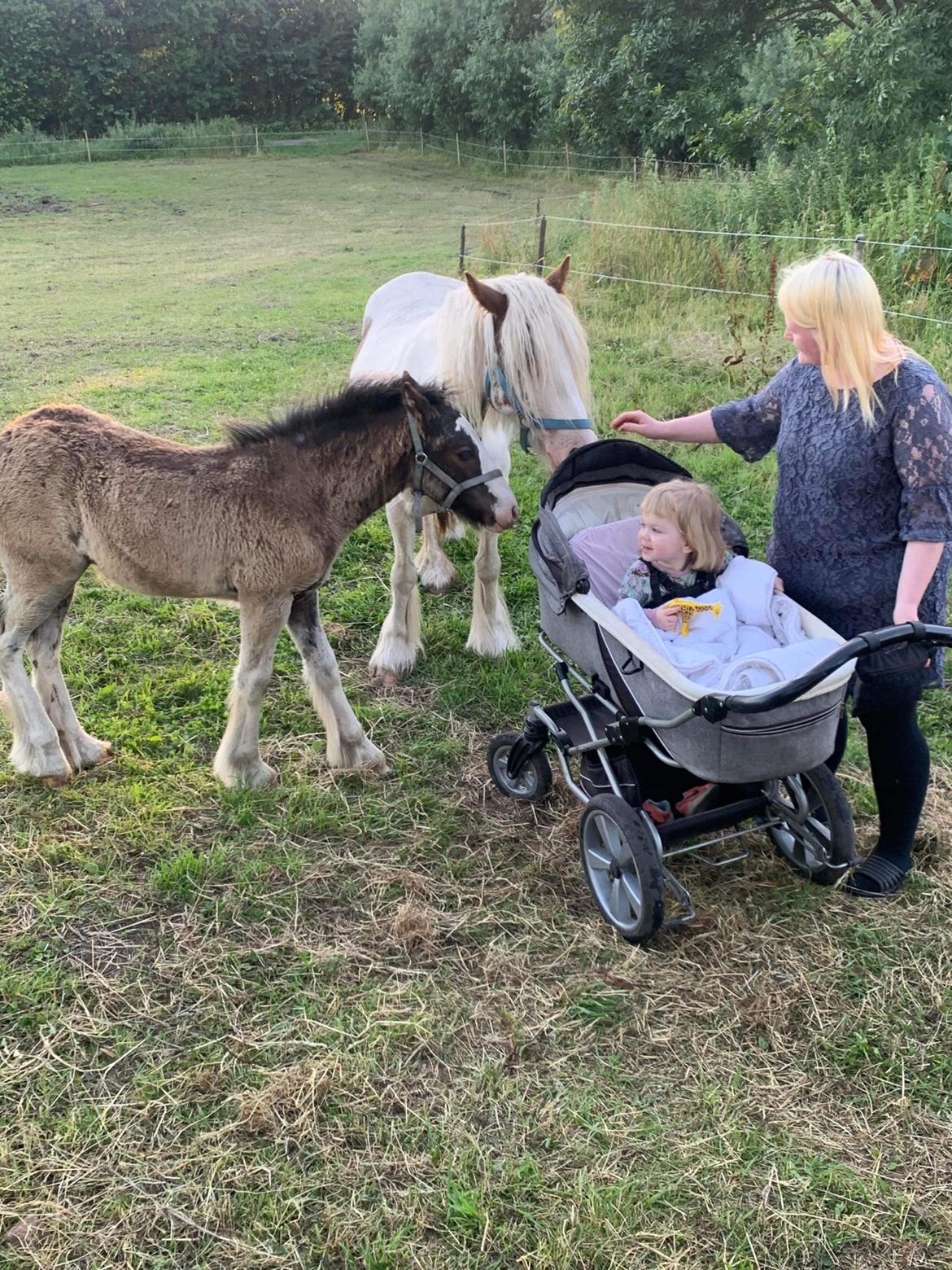Irish Cob Team Hammer's Sir Amadeus *søger nyt hjem* billede 15