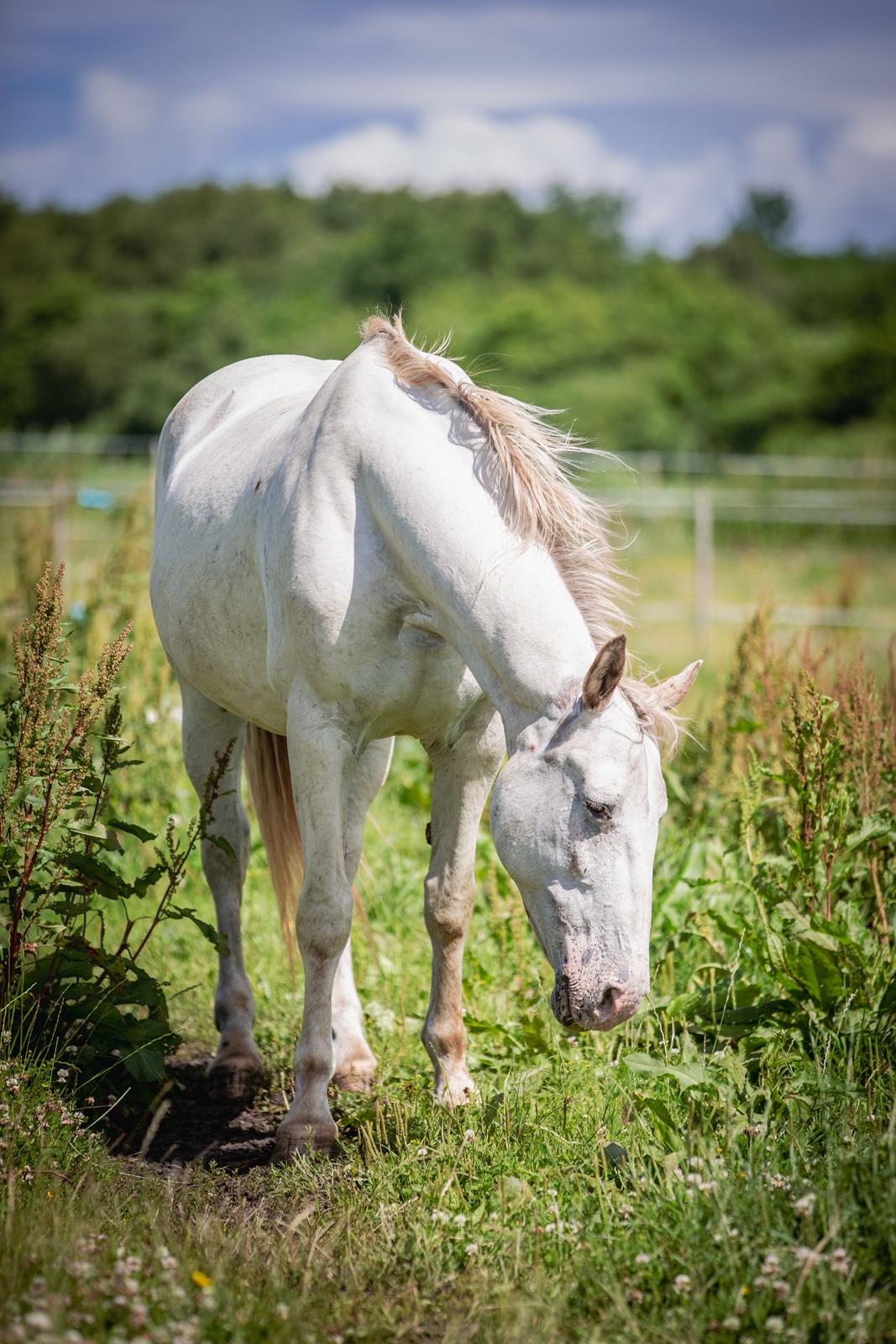 Knabstrupper Sanders Belinda billede 12