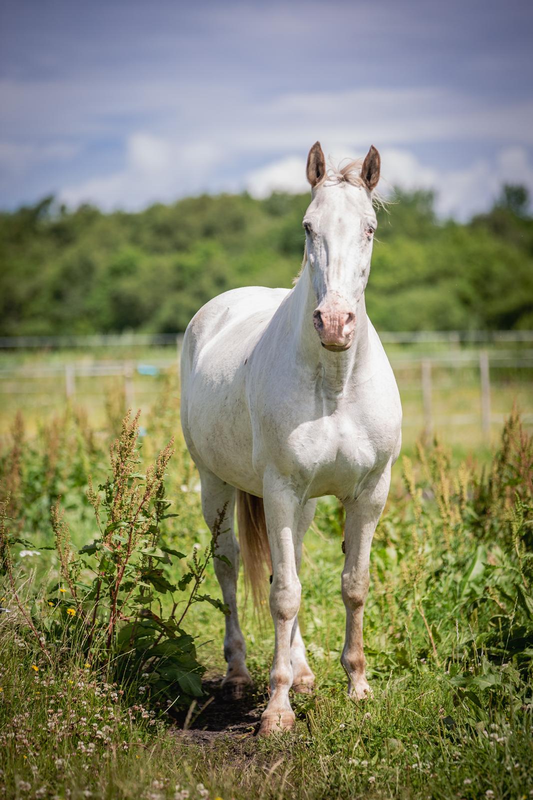 Knabstrupper Sanders Belinda billede 17