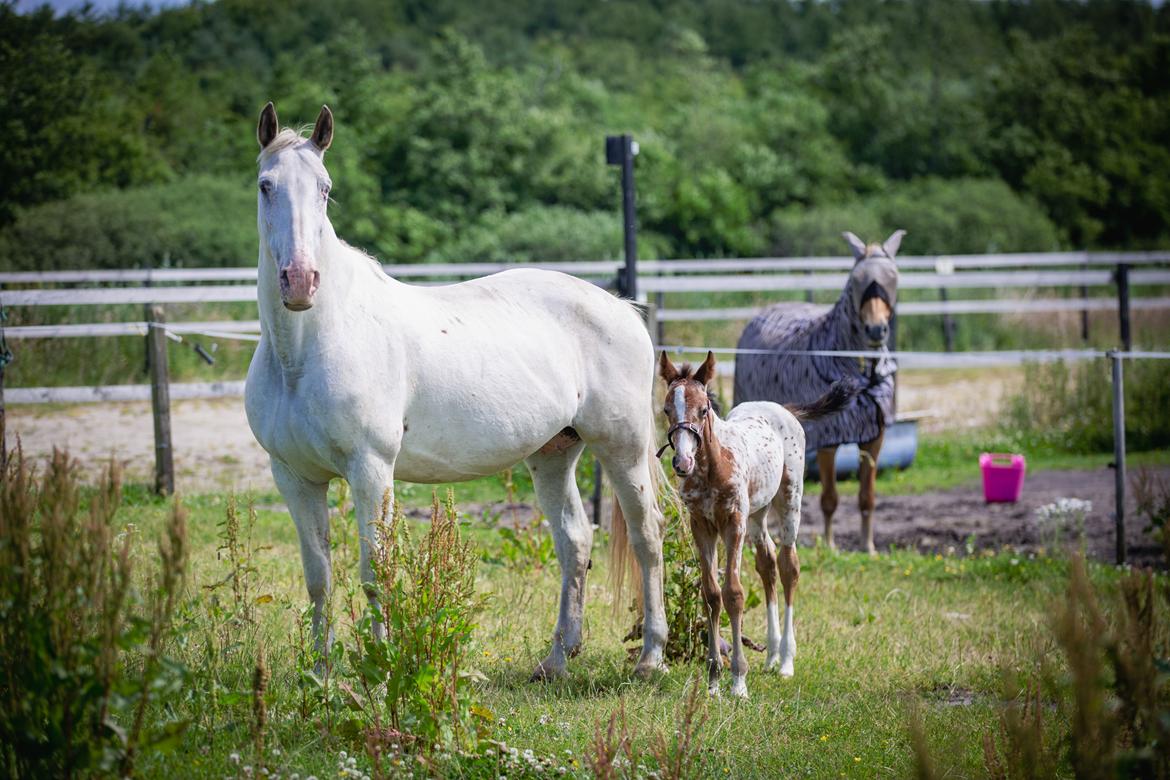 Knabstrupper Sanders Belinda billede 15
