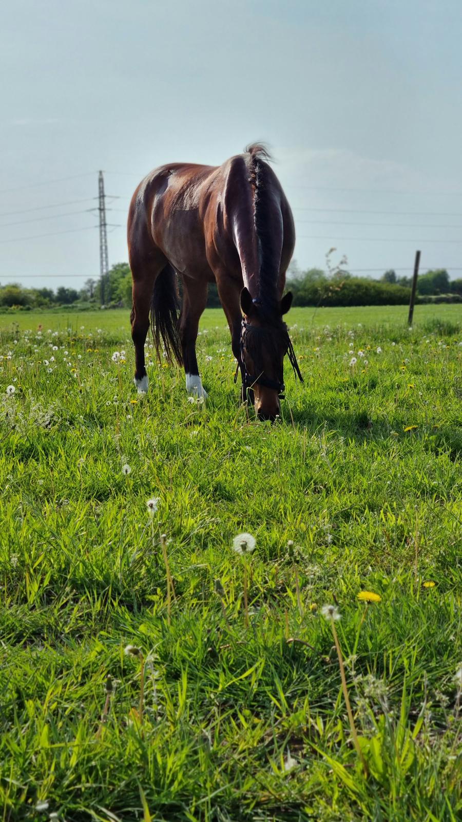 Oldenborg Muhlegaardens Santos billede 14