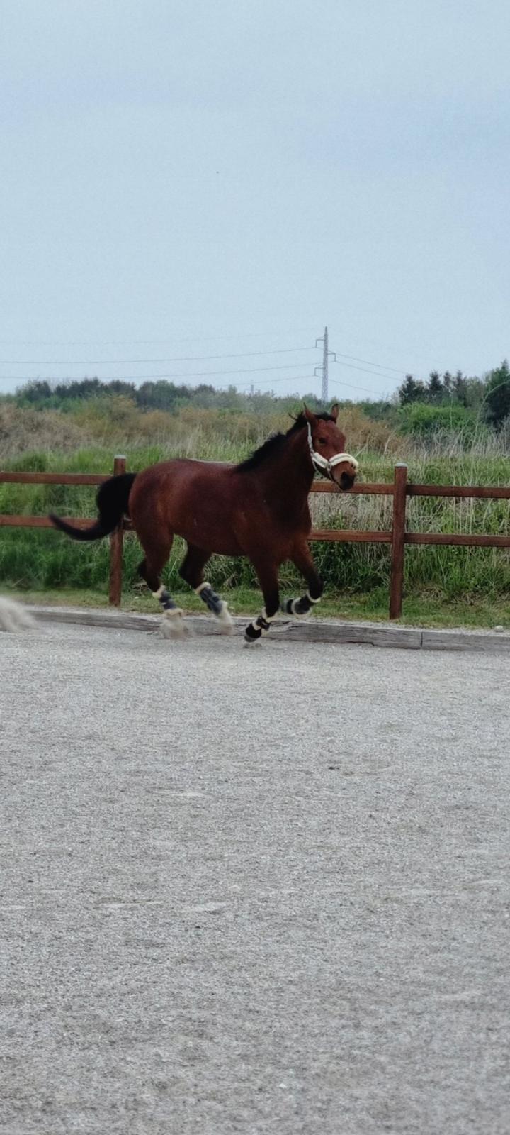 Oldenborg Muhlegaardens Santos billede 19