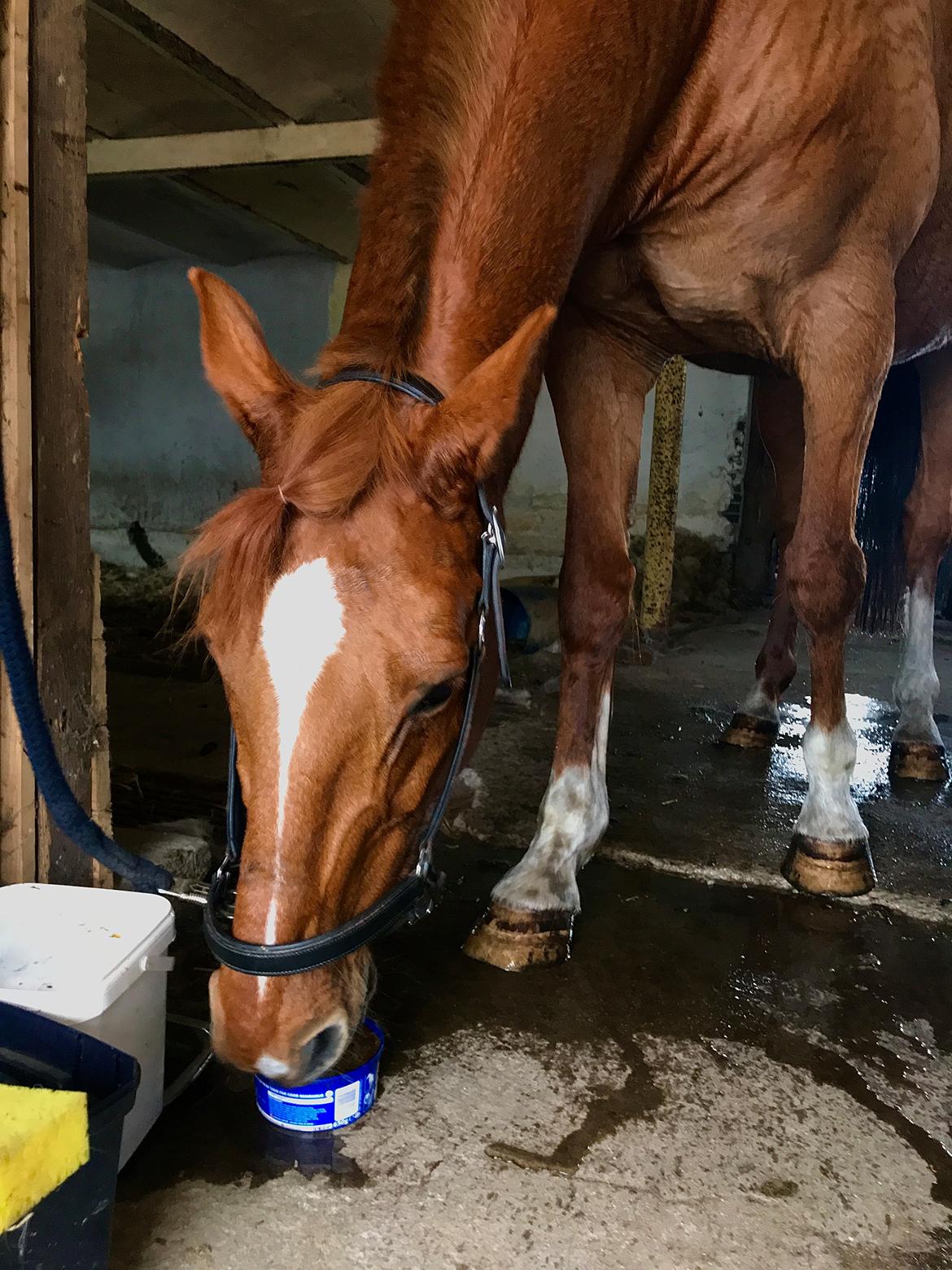 Holstener Nouvel artiste z - Lidt slik efter longering  billede 1