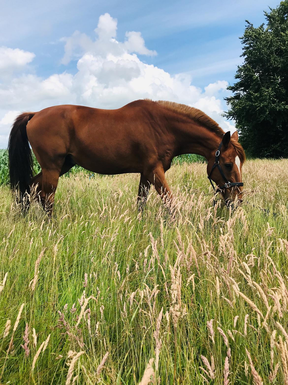 Holstener Nouvel artiste z - Nyt græsnings areal nede i engen billede 3