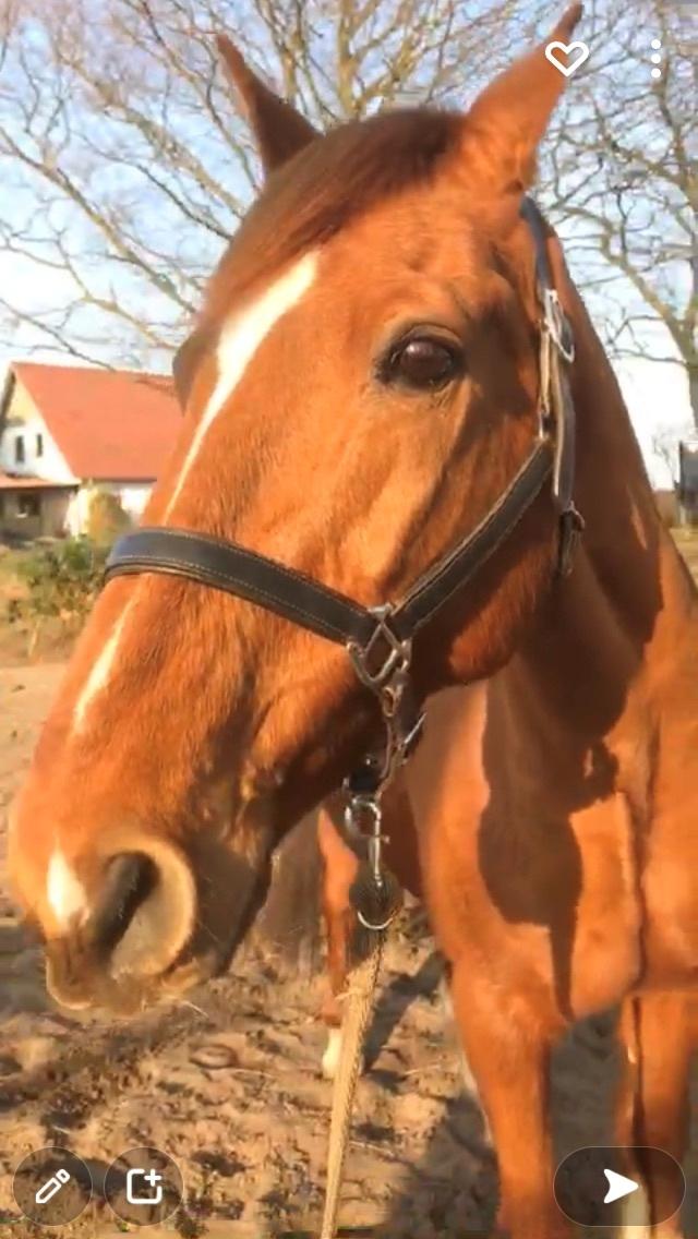 Holstener Nouvel artiste z - En tur på ridebanen  billede 4