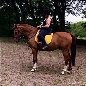 Holstener Nouvel artiste z - Formen og musklerne har ændret sig gevaldigt i de snart 7 måneder jeg har haft ham billede 10