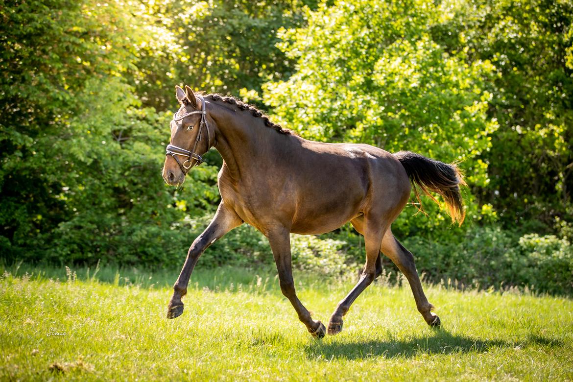 Knabstrupper Ingemanns Tahiti - 2 års (maj 2022) billede 20
