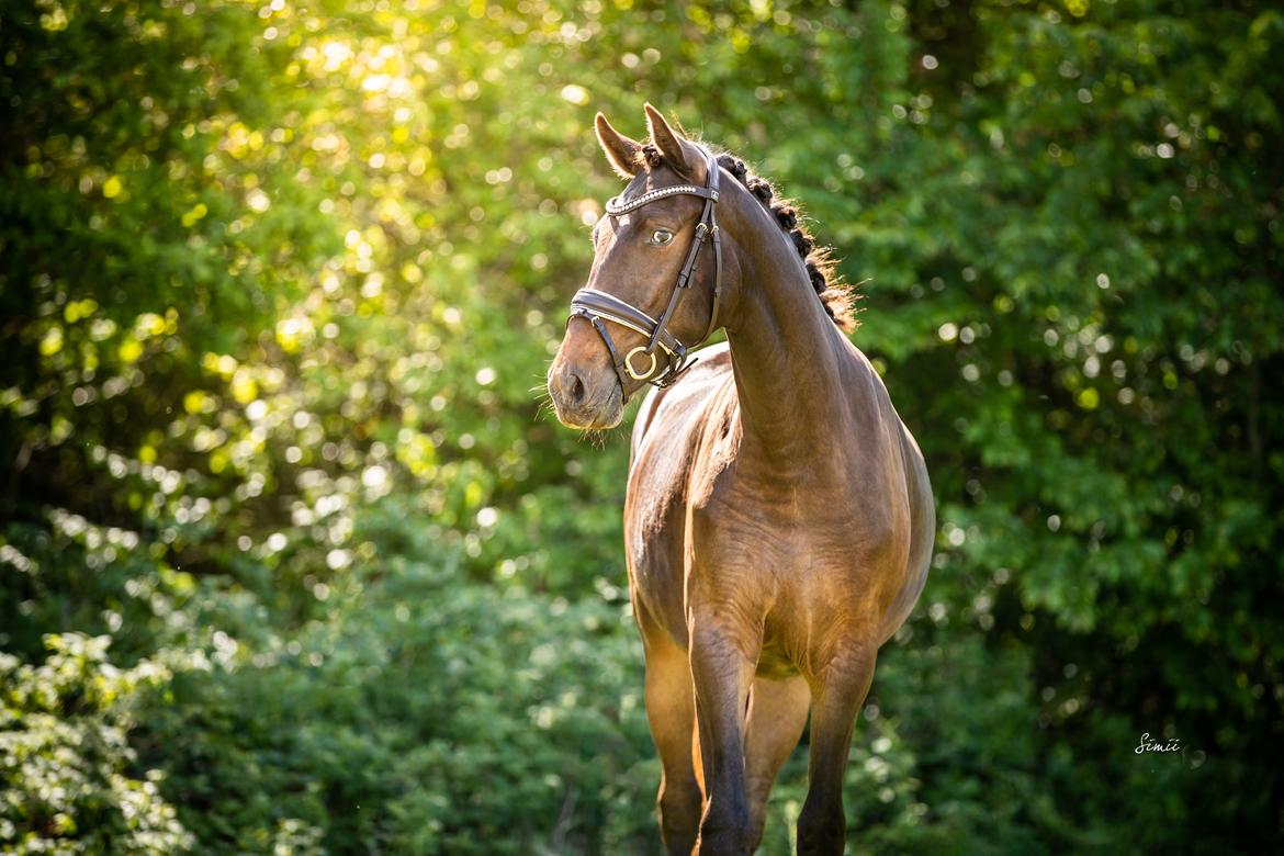 Knabstrupper Ingemanns Tahiti - Som 2 års (maj 2022) billede 2
