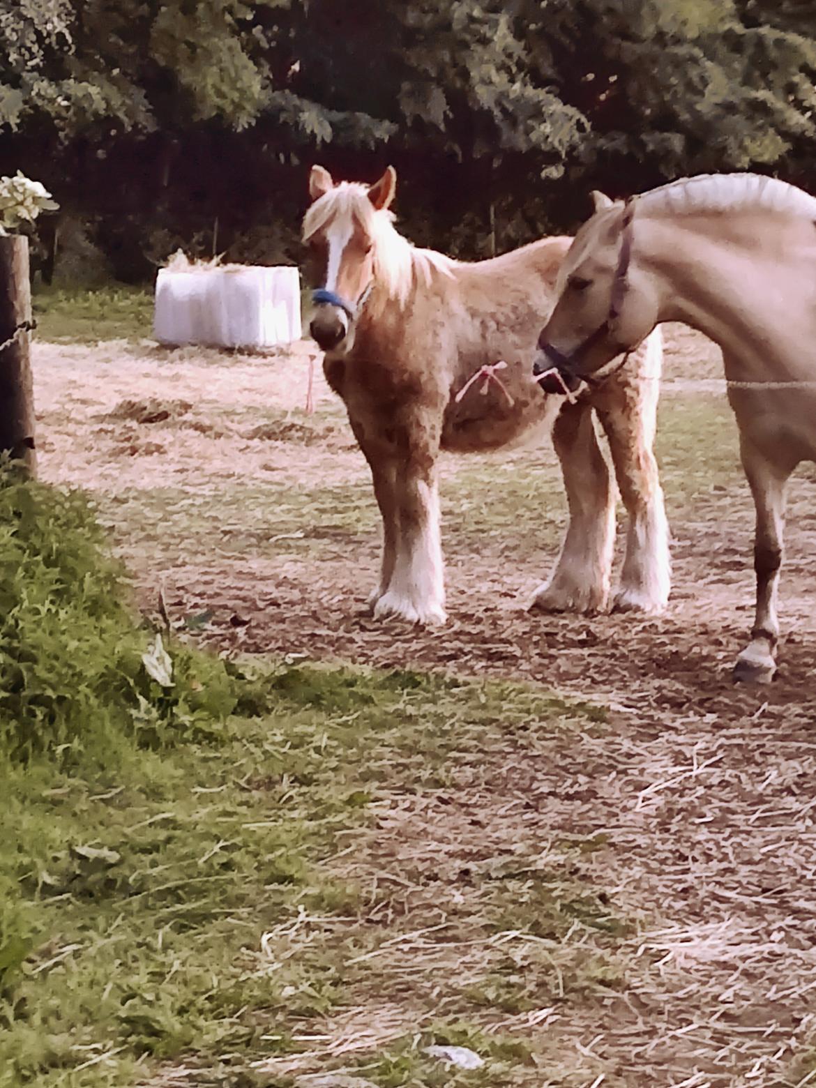 Jyde Lauge billede 10