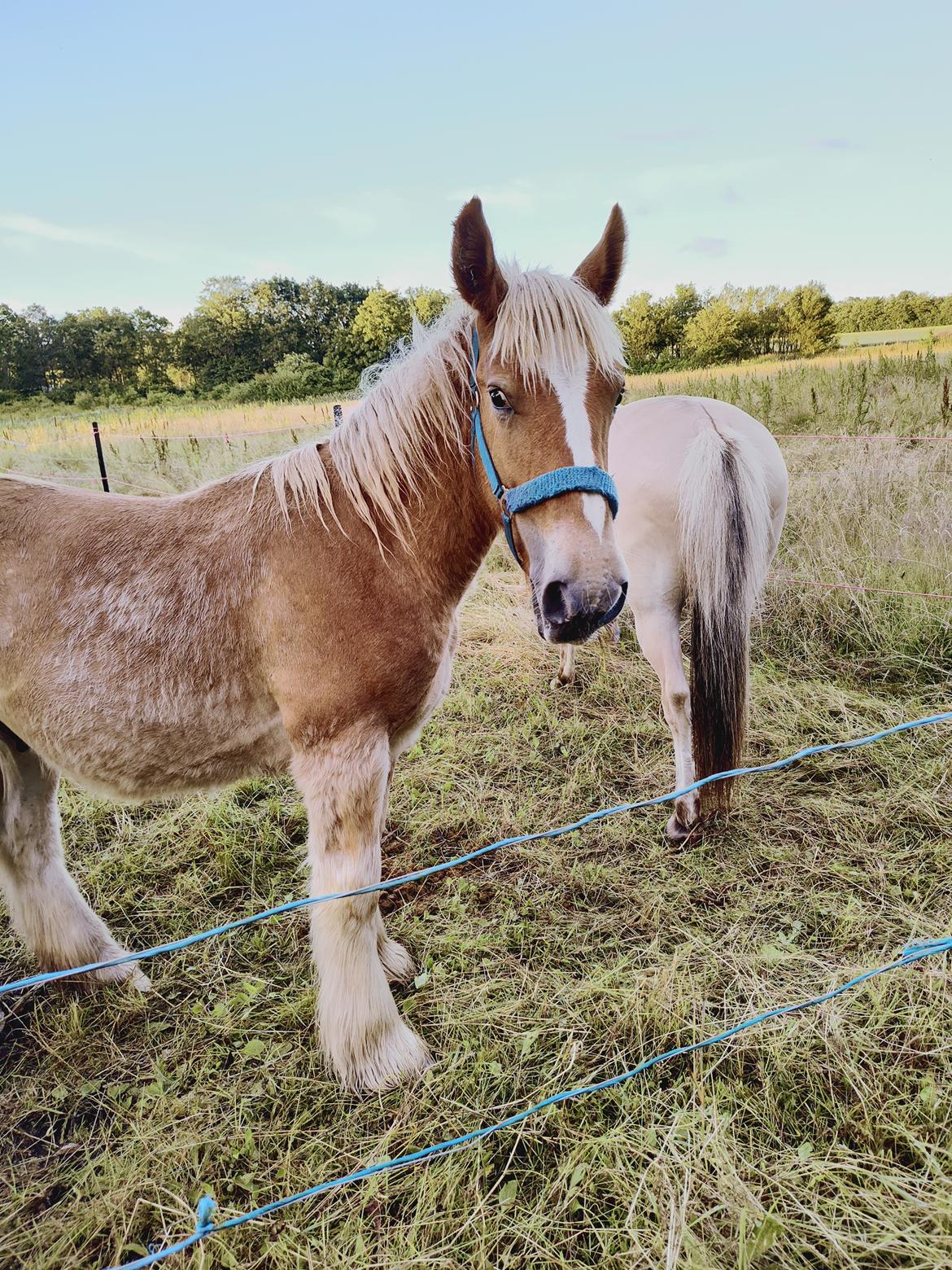 Jyde Lauge billede 8