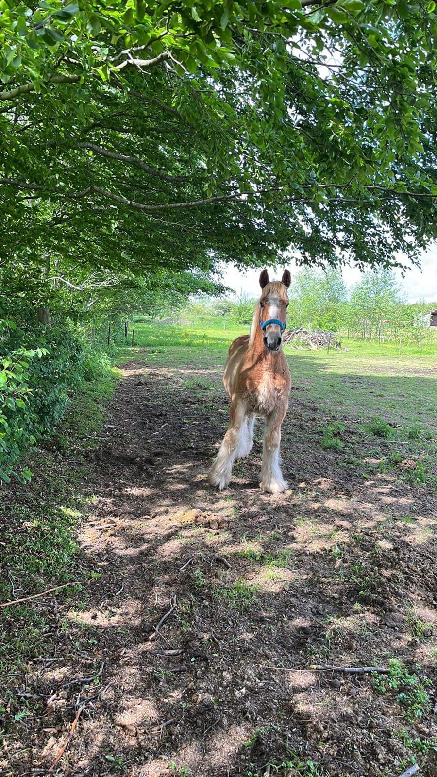 Jyde Lauge - i så ikke noget, jeg lå bestemt ikke og sov billede 9