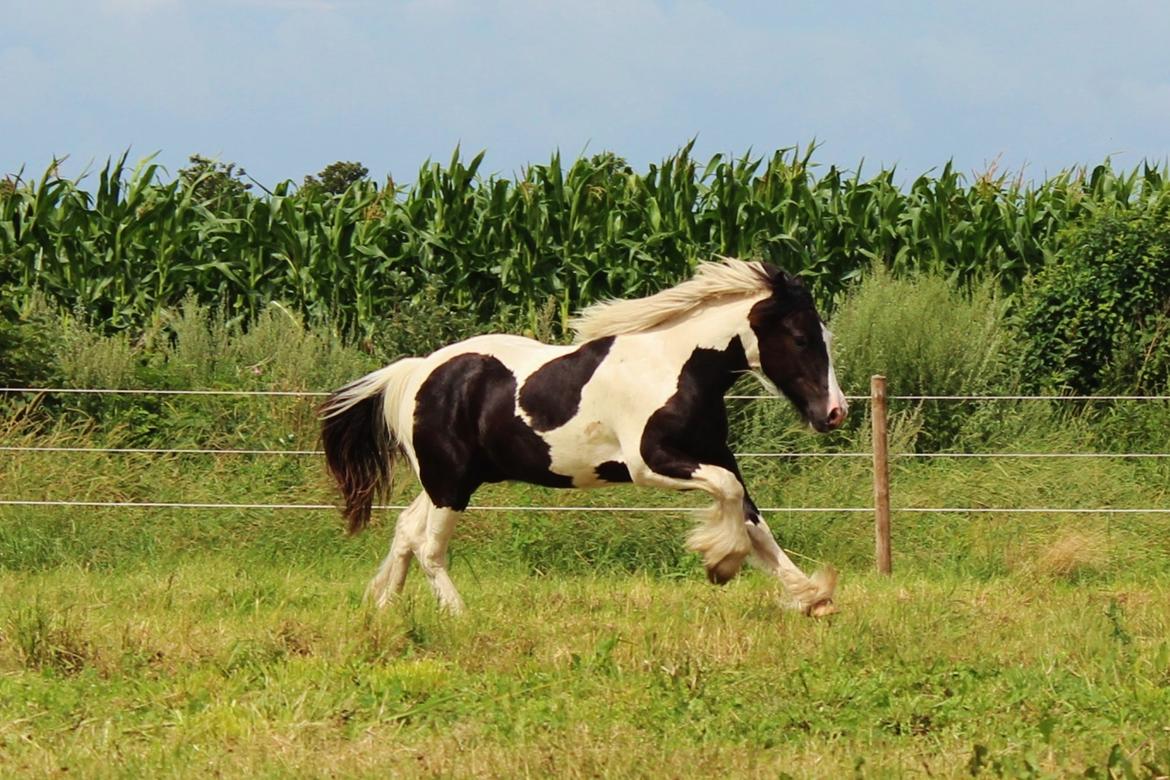 Tinker Guldberg's acino billede 13