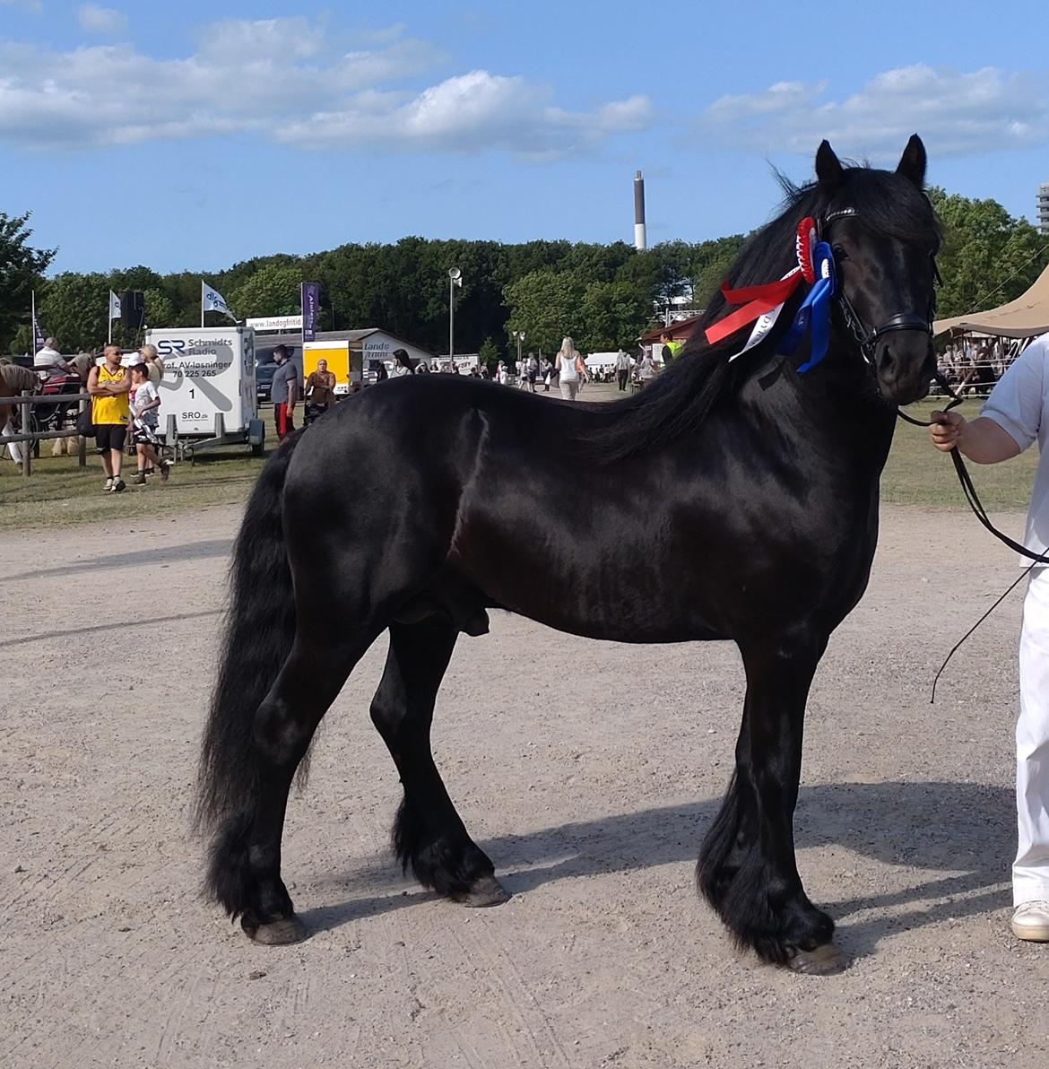 Fell pony Eise fan e Seadwei - 3 år. billede 5