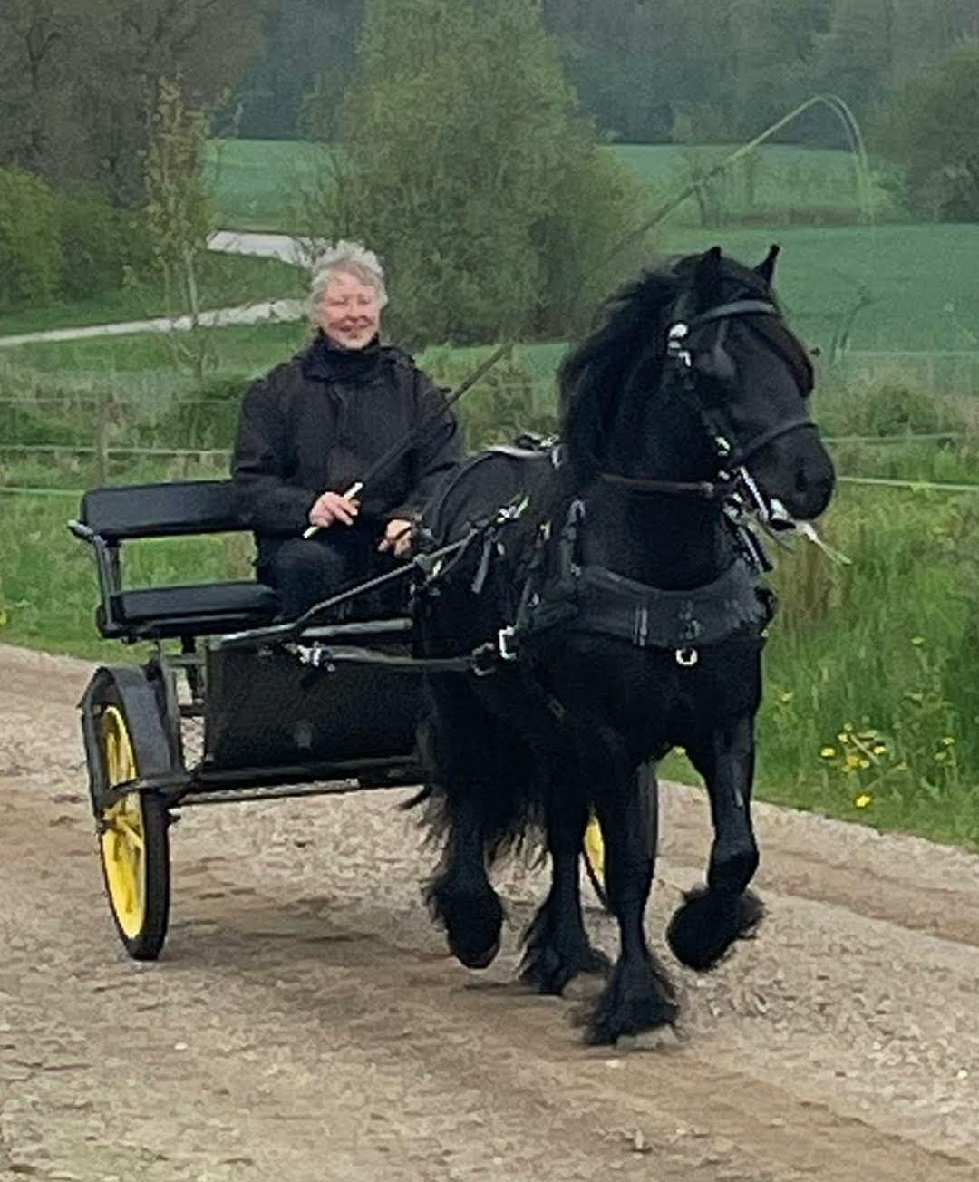 Fell pony Eise fan e Seadwei - Næsten 3 år. billede 10