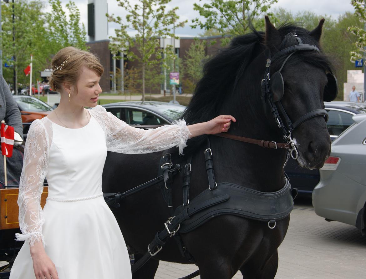 Fell pony Eise fan e Seadwei - 3 år. billede 15