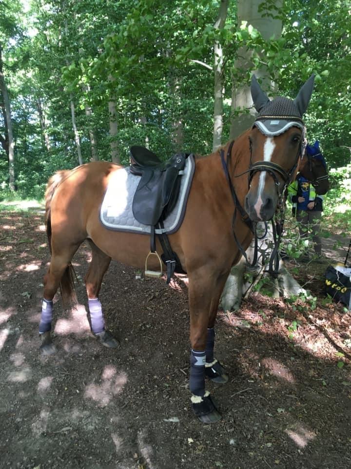 Palomino Wede's Miss Dia  billede 17