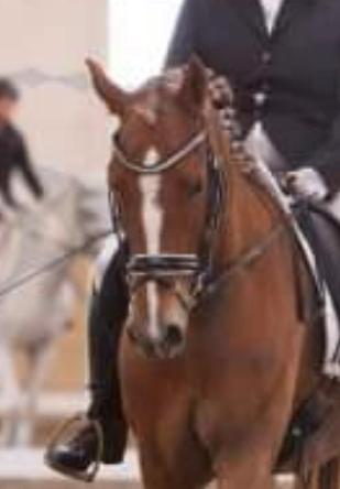 Palomino Wede's Miss Dia  billede 18