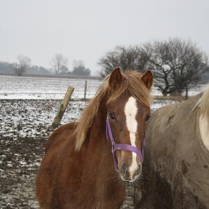 Palomino Wede's Miss Dia  billede 15