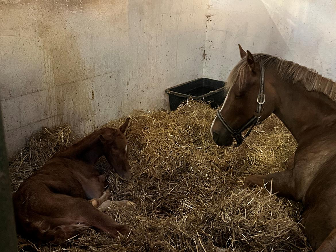 Palomino Wede's Miss Dia  billede 16