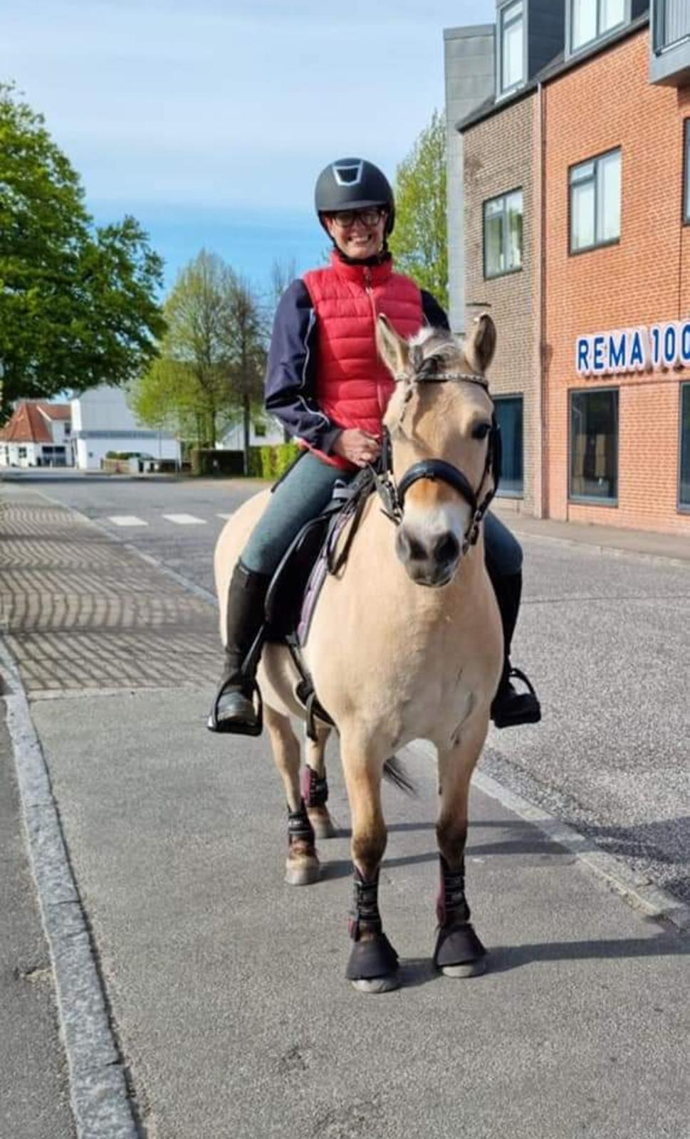 Fjordhest Noma tidselbjerg ( tidligere hest ) billede 10