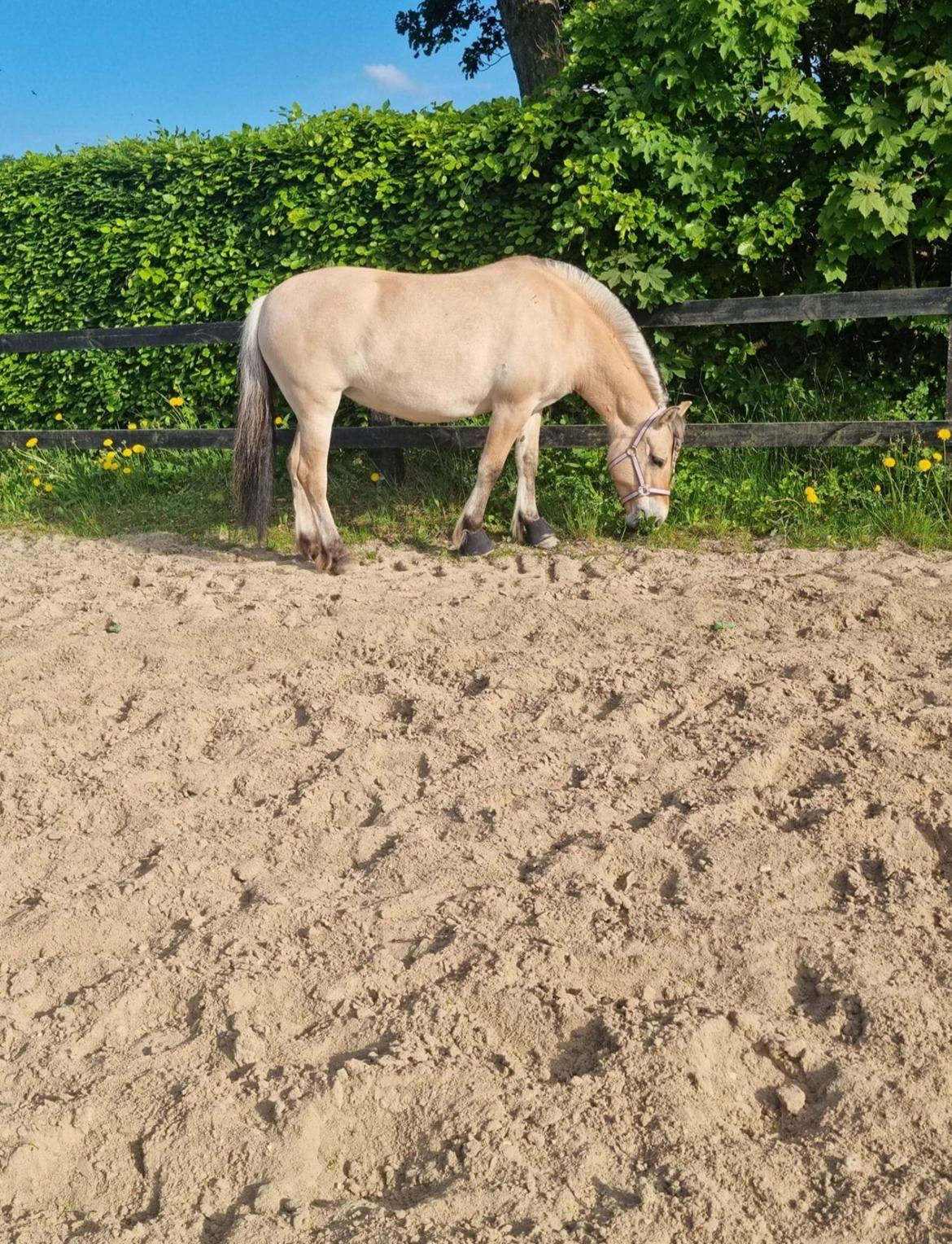 Fjordhest Noma tidselbjerg ( tidligere hest ) billede 11