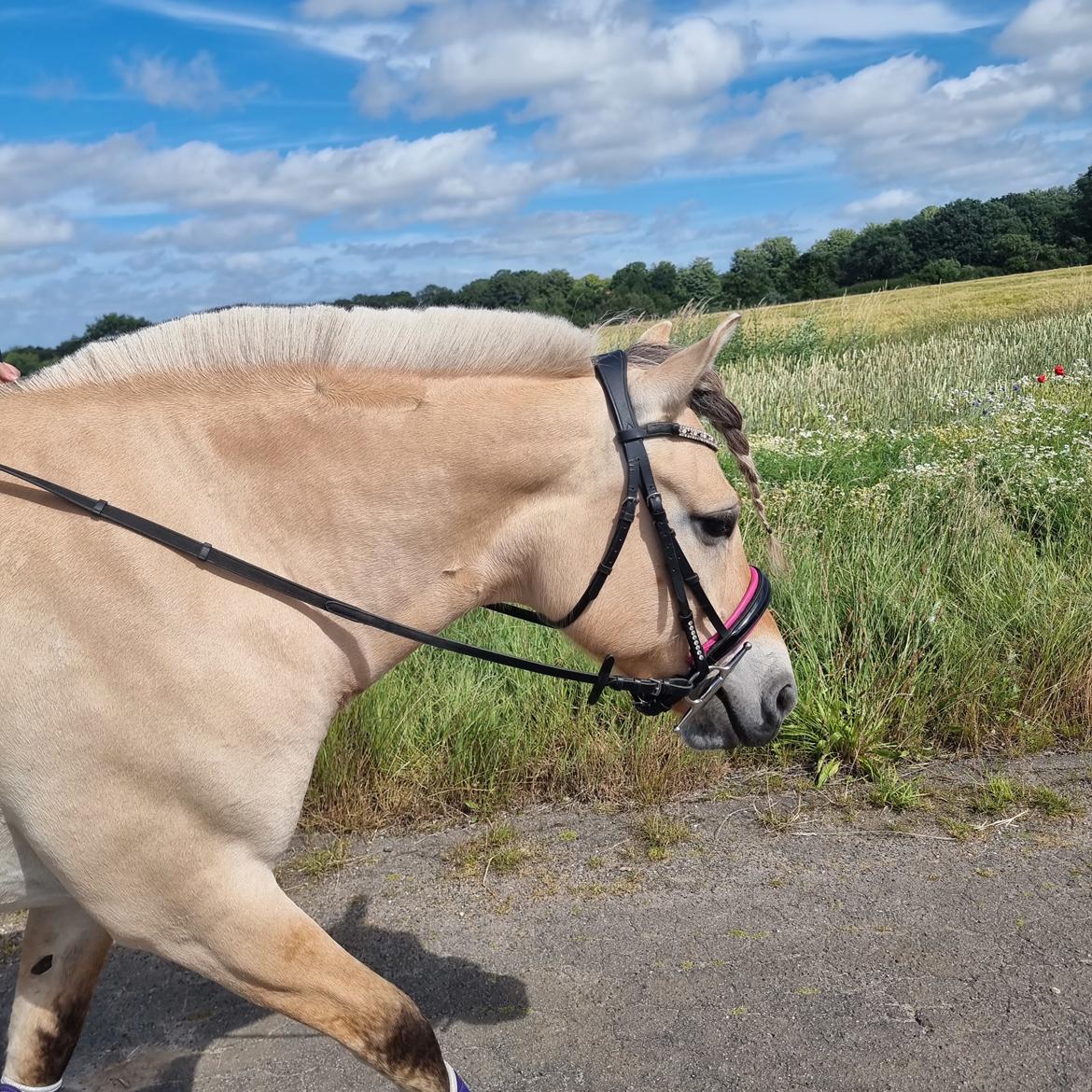 Fjordhest Noma tidselbjerg ( tidligere hest ) billede 14