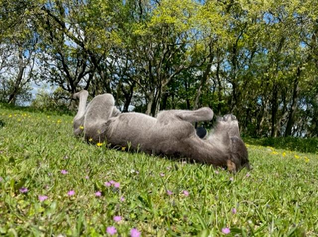 Islænder Hrímdís fra Havgaarden billede 1