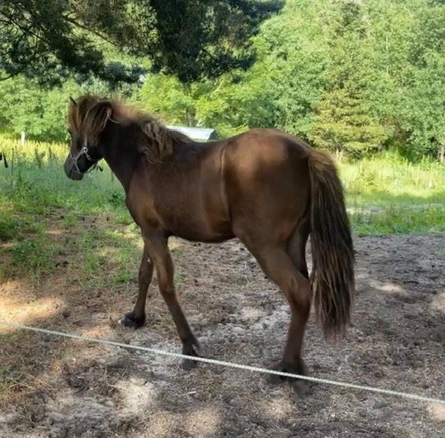 Islænder Hrímdís fra Havgaarden billede 2