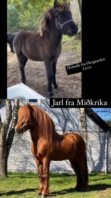 Islænder Hrímdís fra Havgaarden billede 4