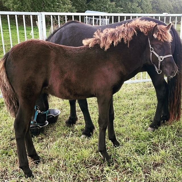 Islænder Hrímdís fra Havgaarden billede 5