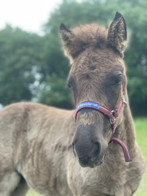 Islænder Hrímdís fra Havgaarden billede 6