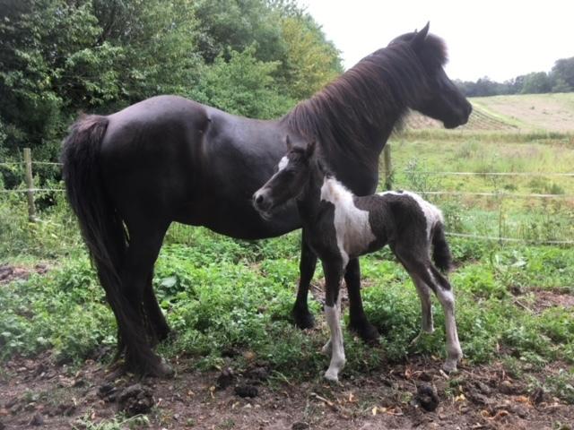 Islænder Magnús fra Liltoft billede 1