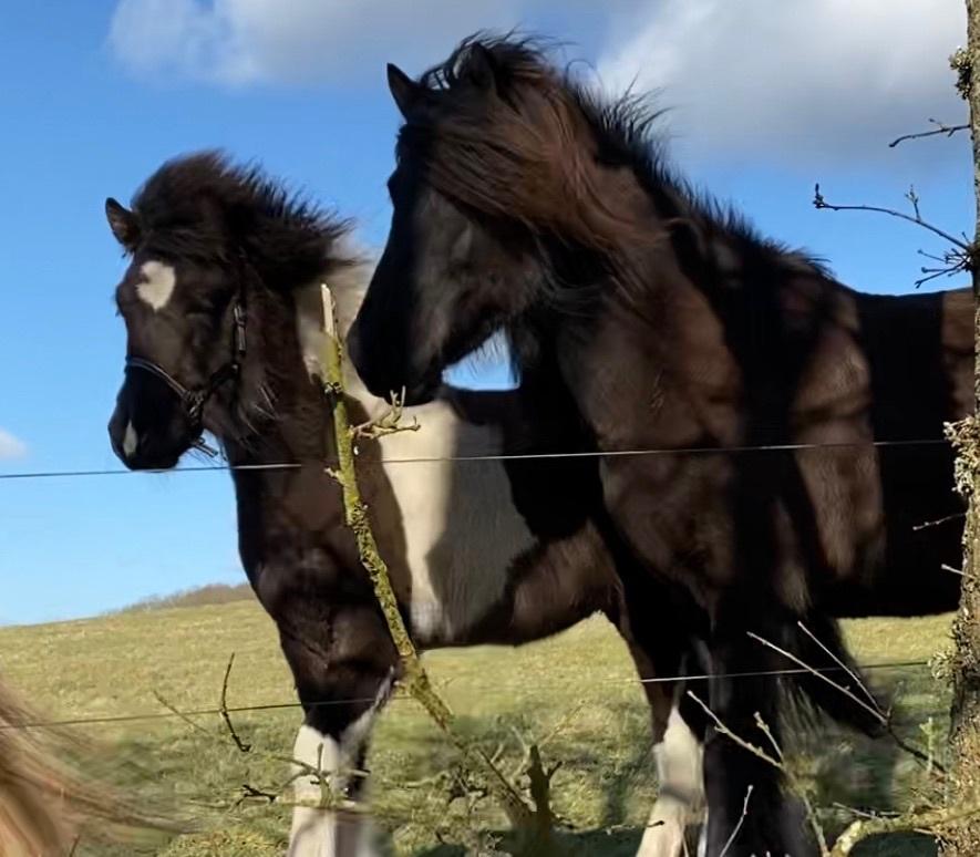 Islænder Magnús fra Liltoft billede 2
