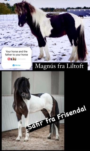 Islænder Magnús fra Liltoft billede 3