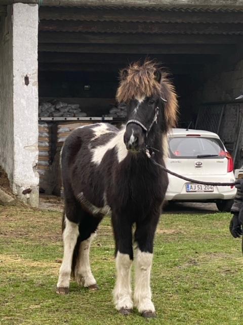 Islænder Magnús fra Liltoft billede 4