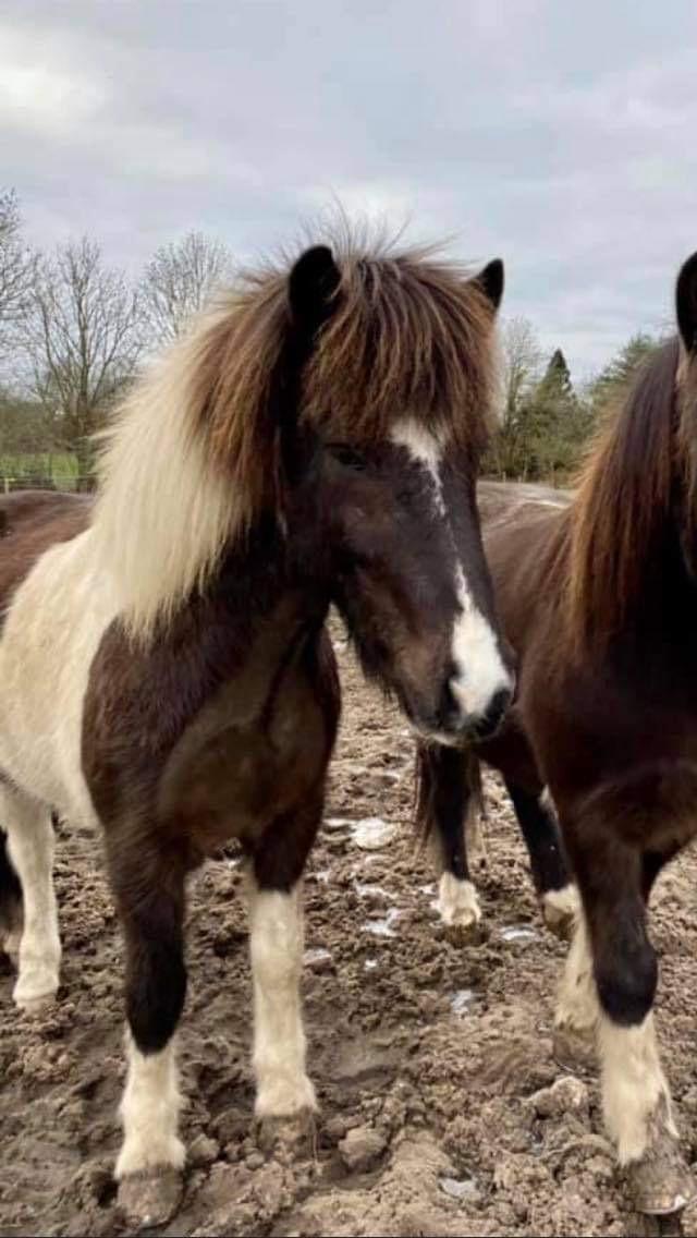 Islænder Magnús fra Liltoft billede 5
