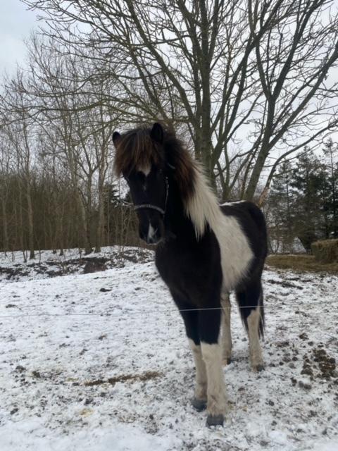 Islænder Magnús fra Liltoft billede 6