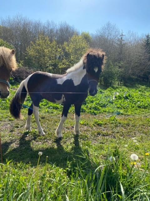 Islænder Magnús fra Liltoft billede 7