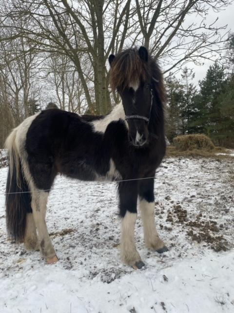 Islænder Magnús fra Liltoft billede 8