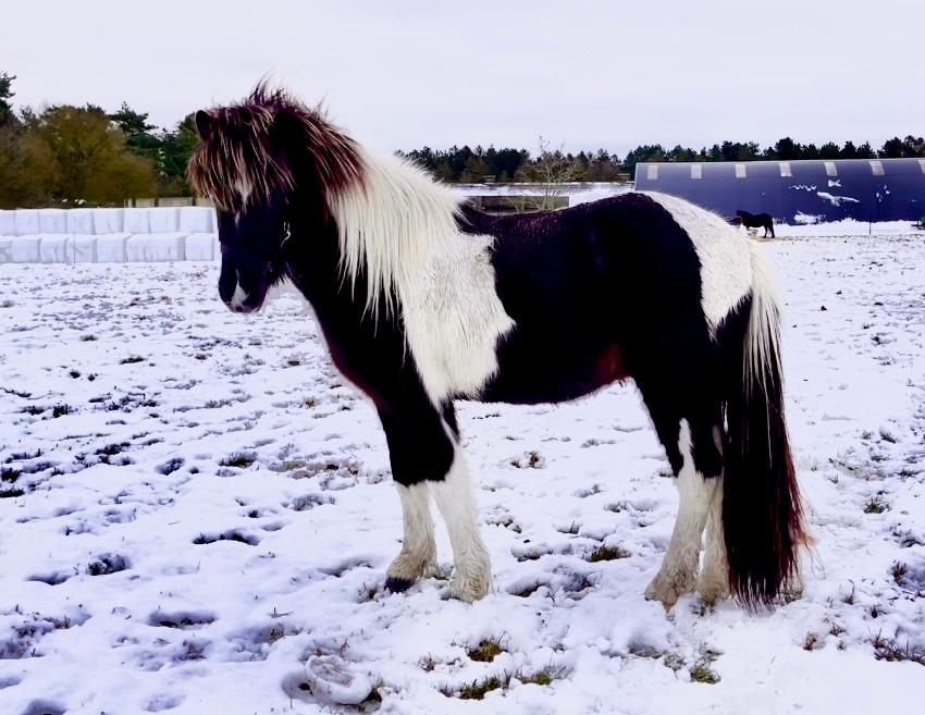 Islænder Magnús fra Liltoft billede 9