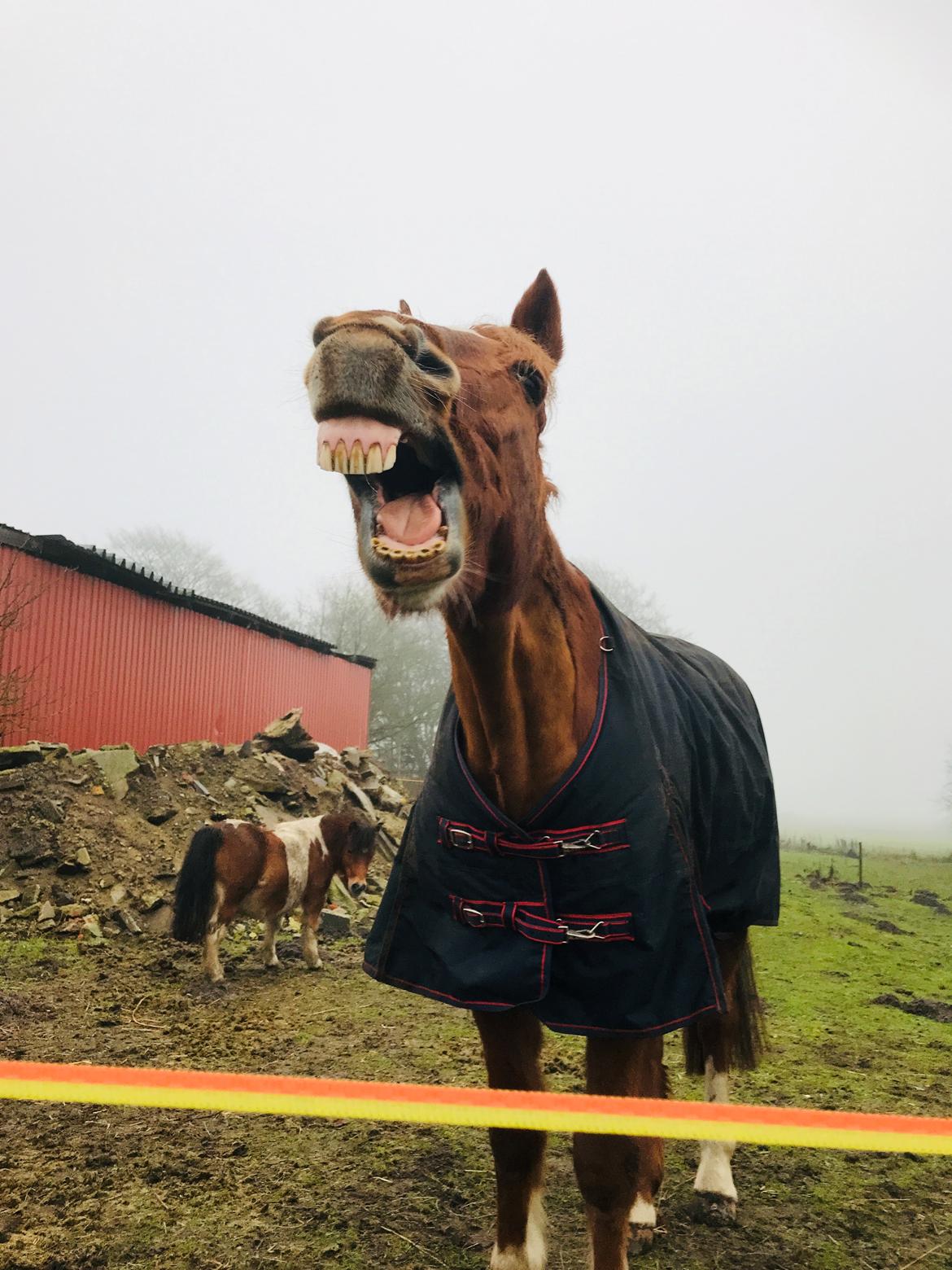 Holstener Nouvel artiste z - Grine kan vi også .. her ses han med hans room mate Mille  billede 6